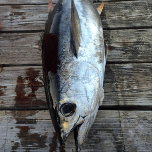 Bahamas Offshore Tuna Trip In Spanish Wells
