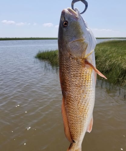 Matagorda Bay Trip In Matagorda