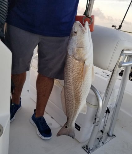 Matagorda Bay Trip In Matagorda