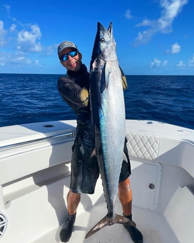 Reef Frenzy In Islamorada