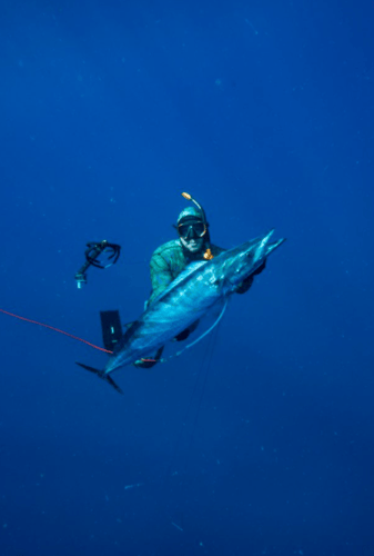 Blue Water Freedive Spearfishing In Islamorada