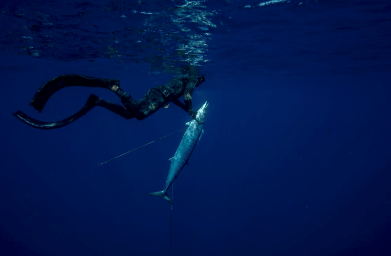 Blue Water Freedive Spearfishing in Islamorada