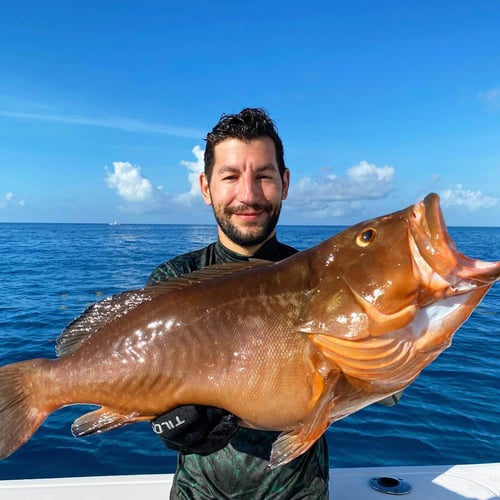 Reef and Wreck Freedive Spearfishing in Islamorada