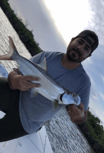 Key Largo Silver Kings In Key Largo