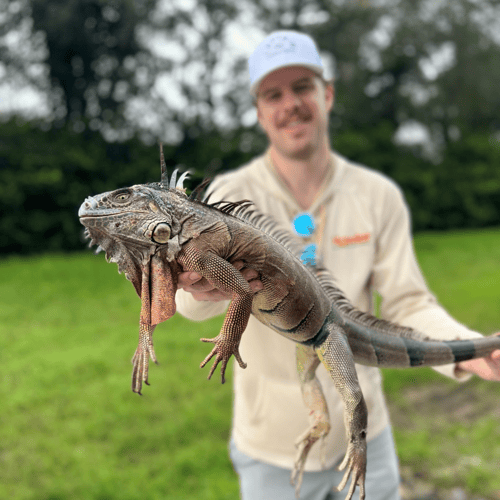 Iguana Hunt/Peacock Bass Combo With Retriever Dog In Plantation