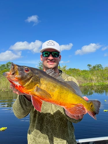 Iguana Hunt/Peacock Bass Combo With Retriever Dog In Plantation