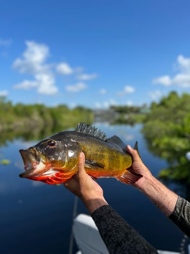 Iguana Hunt/Peacock Bass Combo With Retriever Dog In Plantation