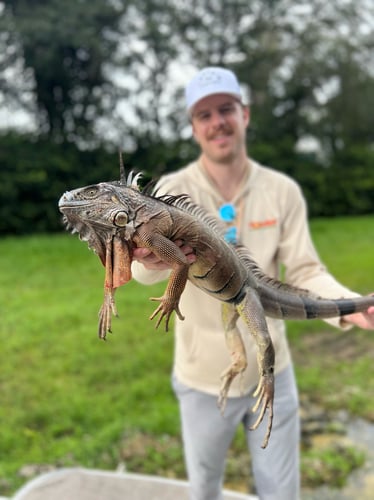 Iguana Hunt/Peacock Bass Combo With Retriever Dog In Plantation