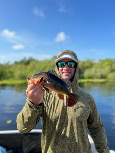 Iguana Hunt/Peacock Bass Combo With Retriever Dog In Plantation