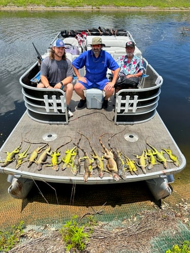 Iguana Hunt/Peacock Bass Combo With Retriever Dog In Plantation