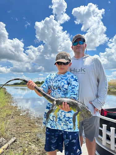 Iguana And Goose Hunt With Retrieval Dog In Plantation