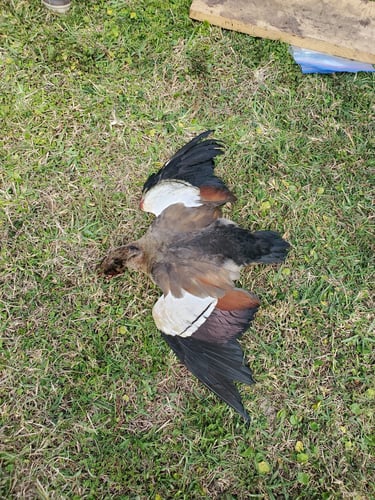 Iguana And Goose Hunt With Retrieval Dog In Plantation