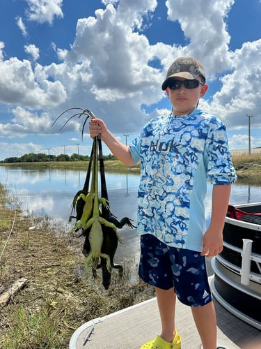 Iguana And Goose Hunt With Retrieval Dog In Plantation