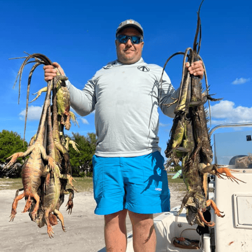 Iguana And Goose Hunt With Retrieval Dog In Plantation
