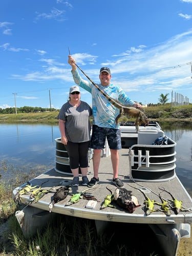 Iguana And Goose Hunt With Retrieval Dog In Plantation