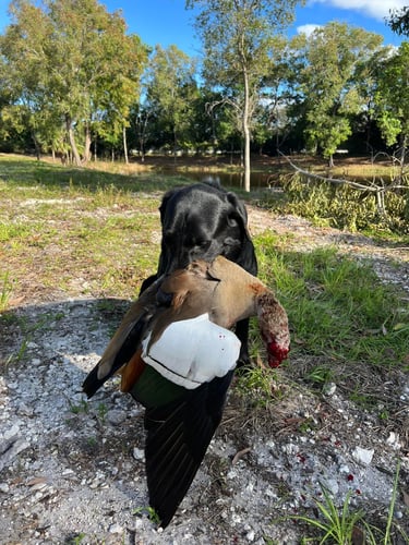 Iguana And Goose Hunt With Retrieval Dog In Plantation