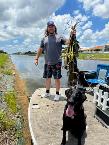 Iguana And Goose Hunt With Retrieval Dog In Plantation