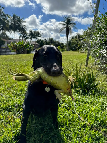 Iguana And Goose Hunt With Retrieval Dog In Plantation