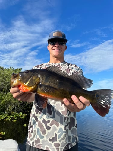 Peacock Bass In The Everglades In Plantation
