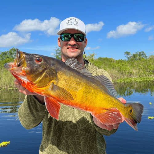 Peacock Bass In The Everglades In Plantation