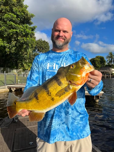 Peacock Bass In The Everglades In Plantation