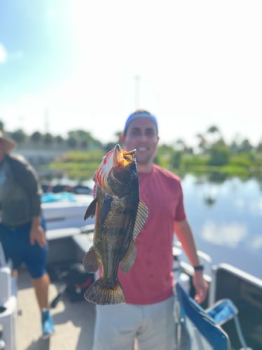 Peacock Bass In The Everglades In Plantation