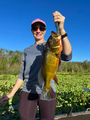 Fort Lauderdale Peacock Bass In Plantation