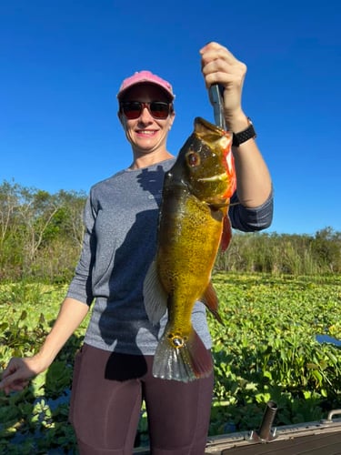 Peacock Bass In The Everglades In Plantation