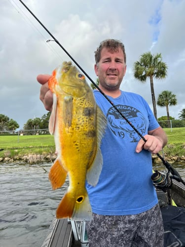 Peacock Bass In The Everglades In Plantation