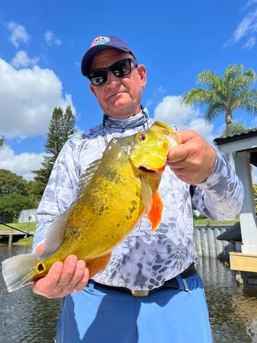 Peacock Bass In The Everglades In Plantation