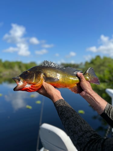 Fort Lauderdale Peacock Bass In Plantation