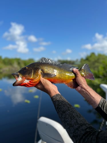 Peacock Bass In The Everglades In Plantation