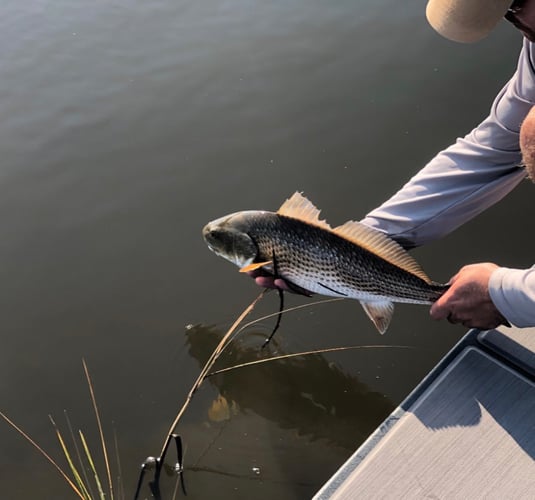 Galveston On The Fly In Galveston