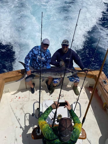 Hot Pursuit In The Gulf Stream In Islamorada