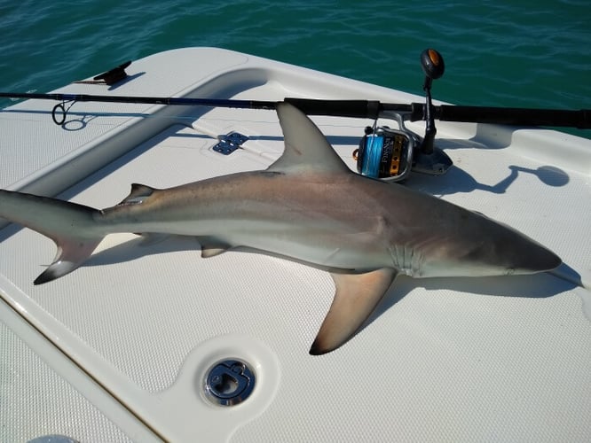 Shallow Water Drift / Patch Reef / Jig Fishing / Gulf Kings In Big Pine Key