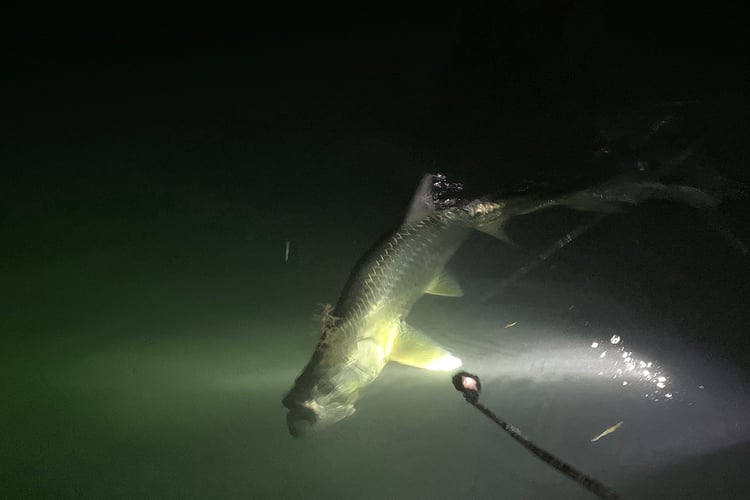 Chasing Tarpon In Islamorada