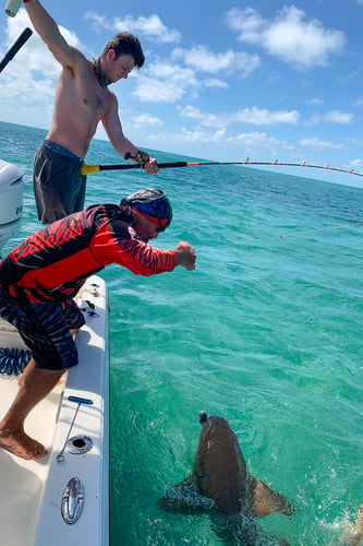 Big Time Shark Trip In Islamorada