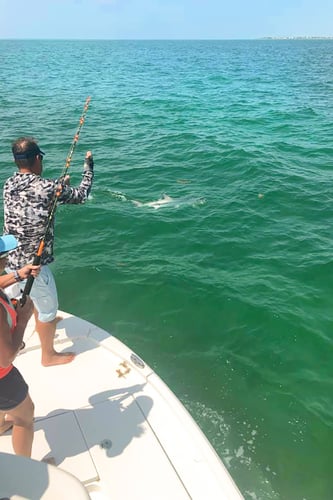 Chasing Tarpon In Islamorada