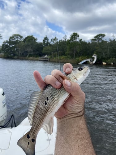 Destin Coastal - 26' Blue Wave In Niceville