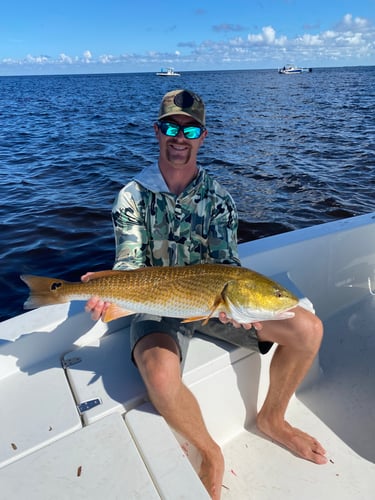 Inshore Redfish Roundup In Matlacha