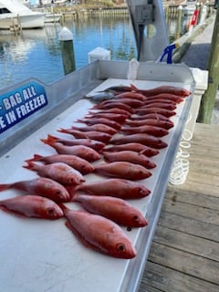 Destin Rod-Bender in Shalimar