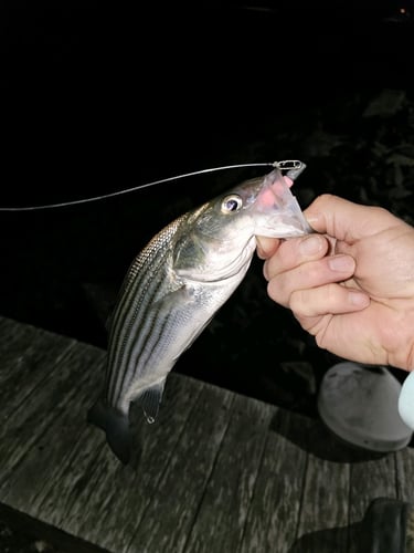 Screaming Drag Surf Fishing In Stone Harbor