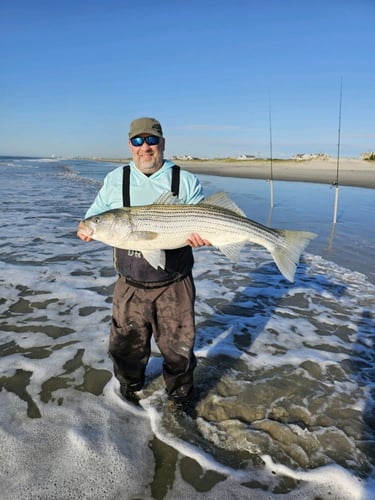 Screaming Drag Surf Fishing In Stone Harbor