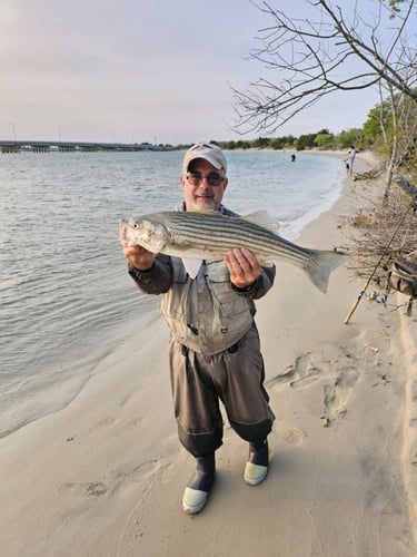 Screaming Drag Surf Fishing In Stone Harbor