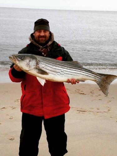 Screaming Drag Surf Fishing In Stone Harbor