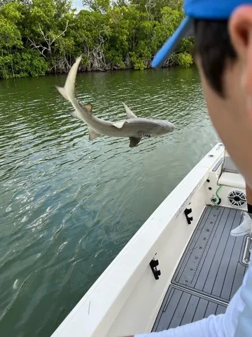 Key Largo Shark Special in Key Largo