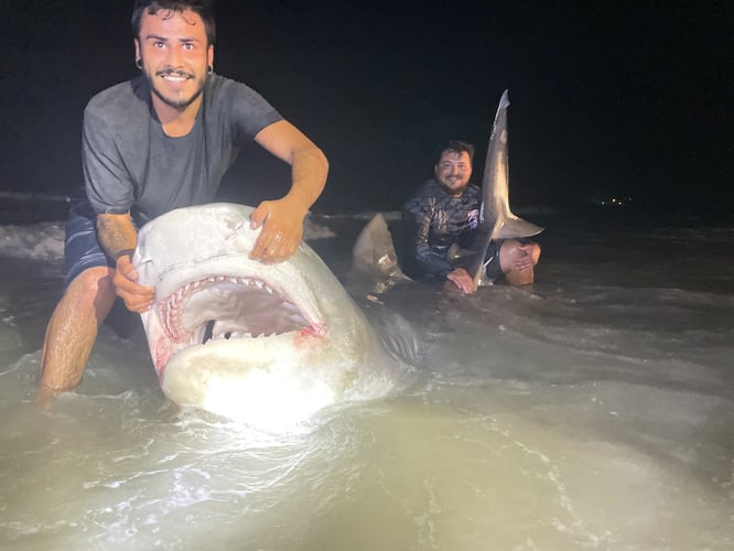 Afternoon Surf Fishing For Sharks In Corpus Christi