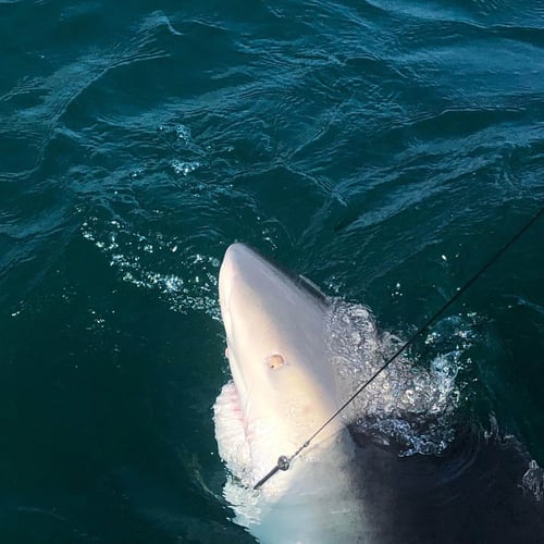 Shark Fishing Trip - 23' Aqua Star