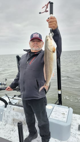 Wading The Laguna Madre In South Padre Island