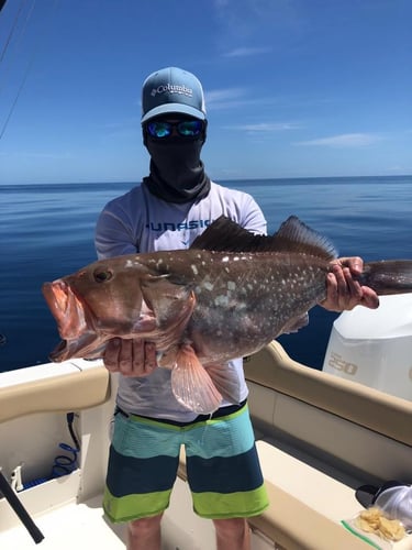 American Red Snapper Trip In Cape Coral